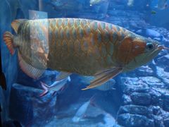 -上海海洋水族馆