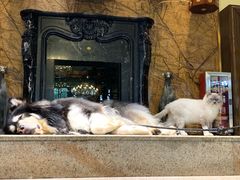 -more than meow吴止猫主题餐厅(承德 中船汇店)