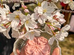 -珈境湖畔餐厅·湖北菜·江浙菜•樱花季(西北湖店)