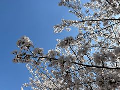 -高东镇樱花园