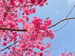 -高东镇樱花园