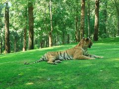 -北京野生动物园