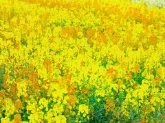 -三圣花乡旅游区