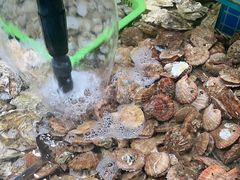 -和源祥·日照菜扛把子(万平口一店)