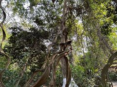 -广西壮族自治区药用植物园