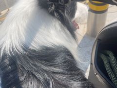 -瑞鹏宠物医院·骨科·猫科·内科(第一中心)