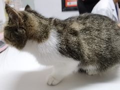 -御宝贝·A梦猫科宠物医院(国际猫友好医院)