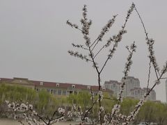 -桃花堤公园