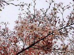 -古柏渡飞黄旅游区