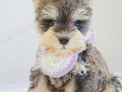 -翊宠yipet猫狗购宠庄园