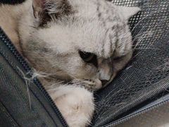 -瑞鹏宠物医院·爱宠堂·骨外专科(西荷分院)