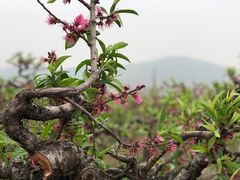 -桃花岛景观公园