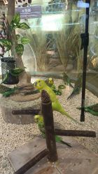 -卡通尼·Safari非洲探索乐园·生日会(金桥国际商业广场店)