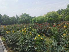 -苏州上方山国家森林公园