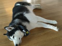 -Husky Go! 哈士奇体验馆·宠物咖啡厅狗咖