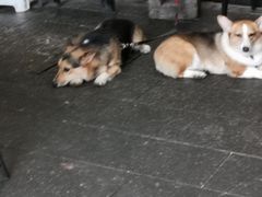 -红旗大食堂(君悦紫园店)
