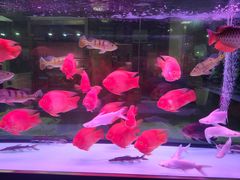 -青螺餐厅·家宴(松雅湖店)