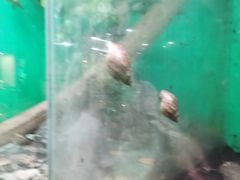 -上海大自然野生昆虫馆(东方明珠·爬宠昆虫探索中心)