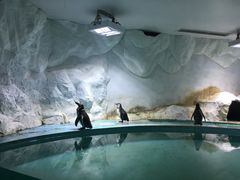 -北戴河圣蓝海洋公园