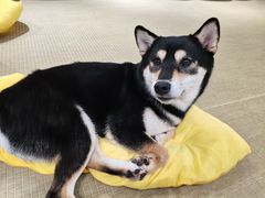 -逗柴咖啡屋·狗咖猫咖宠物桌游
