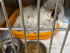 -达爱动物医院·犬猫分区·CT·复杂眼科(远洋山水分院)