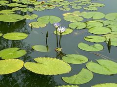 -国家植物园南园