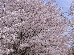 -天王浮山樱花园
