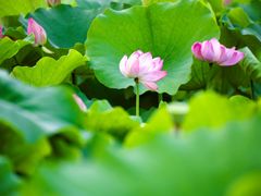 -陈家山荷花公园