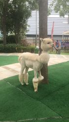 -萌宠亲子动物乐园(槐房万达店)