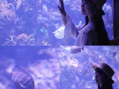 -芜湖新华联大白鲸海洋公园