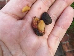 -侯臣咖啡文化村