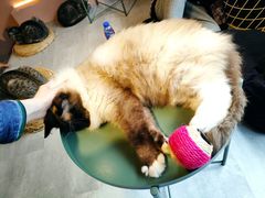 -猫儿山۰猫主题餐厅