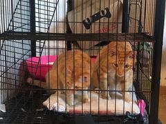 -Cappucimeow猫咪咖啡馆(韦伯时代店)