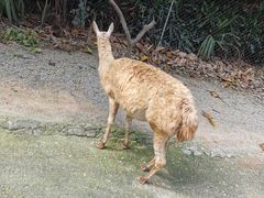 -广州长隆野生动物世界