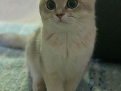 -猫大福·Fortune Cat猫舍(百子湾店)