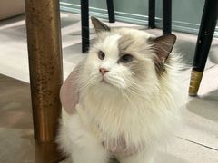 -安格丽娜·狗咖·猫咖羊驼咖(春熙路百盛商场店)