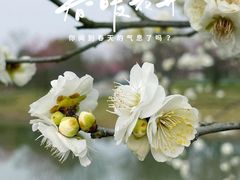 -花开海上生态园