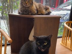 -豆逗聊愈猫阁Easy Life