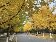 -长白岛森林公园