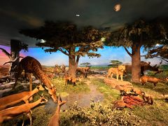 -国家自然博物馆