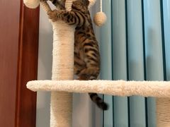 -猫大福·Fortune Cat猫舍(百子湾店)