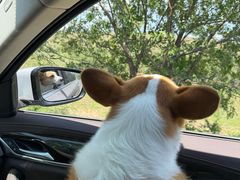 -呼市烧麦羊杂(幸福路店)