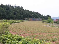 -中国香山·寿香谷