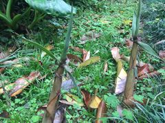 -福建鲤鱼洲酒店