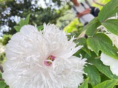 -洛阳市隋唐城遗址植物园