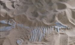 -恐龙探索乐园(磁器口店)