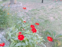 -丫丫蟹庄·苏式园林农家乐·阳澄湖大闸蟹(阳澄湖莲花岛店)