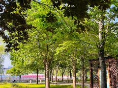 -莲花池公园