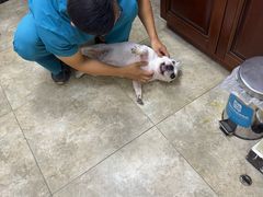 -美联众合动物医院·24h转诊中心