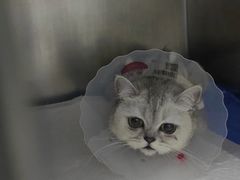 -中农国际动物医院24小时·猫科·骨科·急重症中心